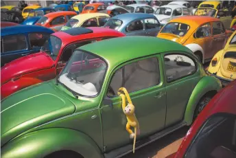  ?? CITIZEN NEWS SERVICE PHOTO BY ODED BALILTY ?? Photo from 2017 shows Volkswagen Beetles displayed during the annual gathering of the Beetle club in Yakum, central Israel. Volkswagen says it will stop making its iconic Beetle in July of next year. Volkswagen of America announced on Thursday the end of production of the third-generation Beetle by introducin­g two final special editions.