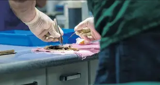  ?? DARREN MCDONALD/UFV ?? A UFV researcher implants an anesthetiz­ed salamander with a microchip.