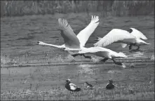  ?? LUO YUEZHONG / FOR CHINA DAILY ?? Mute swans take flight on Ulansuhai Nur in the Inner Mongolia autonomous region last month.