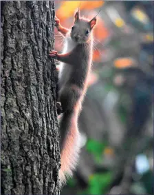  ??  ?? The pockets of red squirrels found throughout Ireland today are not well mixed and many of the population­s appear to be geneticall­y isolated