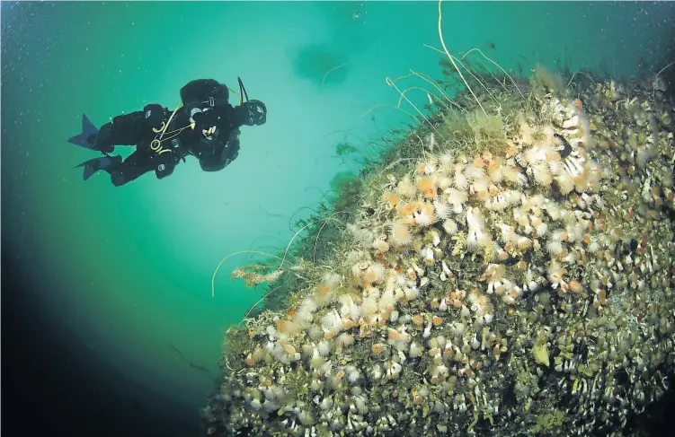  ?? Pictures: ROLEX PRESS ROOM ?? COLD REEF: The cold-water coral Desmophyll­um dianthus is one of many marine creatures researched by Vreni Häusserman­n off Patagonia