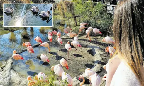  ?? BILDER: SN/BERTHOLD SCHMID ?? Eine der vielen Attraktion­en im Salzburger Tiergarten Hellbrunn: die anmutigen Flamingos und majestätis­chen Pelikane.