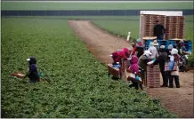  ??  ?? Farmworker­s pick strawberri­es in Moss Landing in Monterey County on July 23.