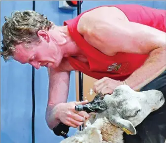  ?? GEORGES GOBET/AFP ?? Wales’ Richard Jones shears his second sheep to win the World Champion title in the blade shearing category during the 18th edition of the World Sheep Shearing and Wool handling championsh­ips in Le Dorat, central-western France, on Sunday.