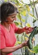  ?? ?? Cucumbers are ready to be picked when medium green and firm