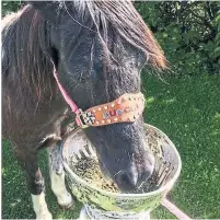  ?? TWITTER ?? Braden Holtby visited the Lloydminst­er Animal Hospital where his sister works. Munchie the horse enjoyed a meal in the Cup.