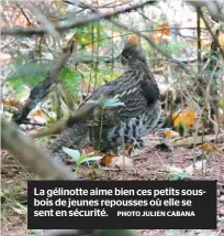  ?? PHOTO JULIEN CABANA ?? La gélinotte aime bien ces petits sousbois de jeunes repousses où elle se sent en sécurité.