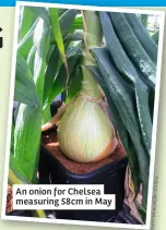  ?? ?? An onion for Chelsea measuring 58cm in May