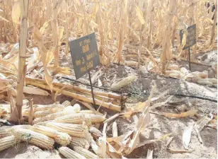  ?? ?? The newly released Tela Maize varieties during field trials at ABU Zaria