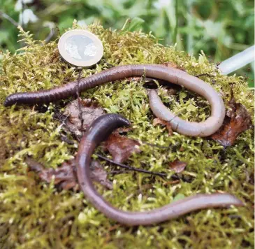  ?? CRISTINA GONZALEZ SEVILLEJA via The New York Times ?? An undated image shows two earthworms next to a coin. Worms are showing up in Earth’s northernmo­st forests, creating major unknowns for climate-change models.