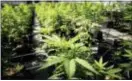  ?? GLEN STUBBE — STAR TRIBUNE VIA AP, FILE ?? States where marijuana legalizati­on measures are on the ballot in November could help the turnout for Democratic candidates even if the measures themselves fizzle.