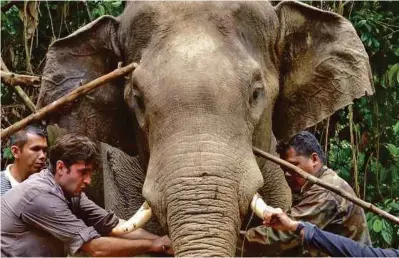  ?? Picture courtesy of meme and or oii ching ?? Checking the collar of the irate elephant that chased after Ahimsa.