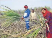  ?? HT FILE ?? Farmers also claim that the mill is buying other varieties, in spite of agreements signed with them for supply of CO 0238.