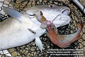  ??  ?? Livebaitin­g can be extremely effective during the winter months – look out for an in-depth feature in a future issue