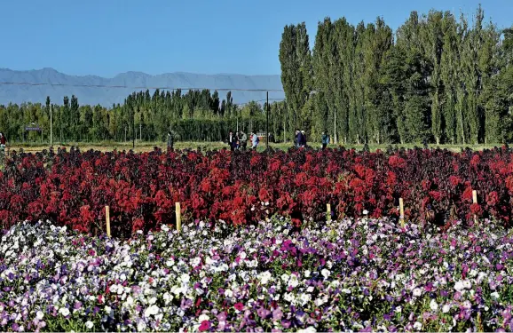  ?? Photos by Yu Xiangjun ?? A flower-growing base in Zhangye.