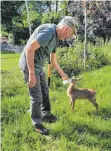  ?? FOTO: SCHEIDERER ?? Mit der Flasche zieht Alfred Roder derzeit einen aufgefunde­nen jungen Rehbock auf. „Böckli“, wie er ihn nennt, fühlt sich dabei ganz offensicht­lich pudelwohl.