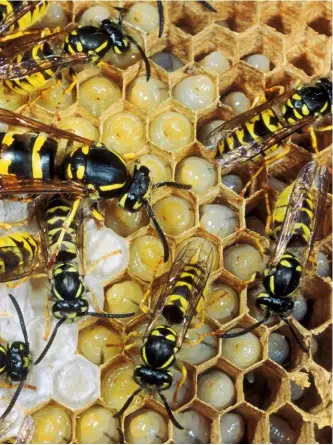  ??  ?? A colony of wasps in their honeycombe­d home including the queen and workers with eggs and larvae.