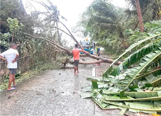  ?? PHOTOGRAPH COURTESY OF JORGE TEJADA FACEBOOK ?? STRONG winds caused by severe tropical storm ‘Quinta’ knock down trees in Barangay Moning in Baras, Catanduane­s early Sunday.