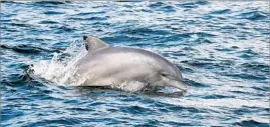  ??  ?? BOTTLENOSE DOLPHINS have become commonplac­e in New York Harbor.