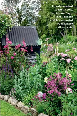  ??  ?? The old pump shed houses the bore. The pink rose ‘Sugar Plum’ is in the middle, surrounded by pink silene and blue salvia.