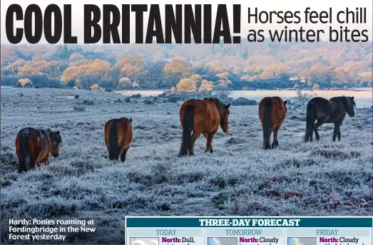  ??  ?? Hardy: Ponies roaming at Fordingbri­dge in the New Forest yesterday