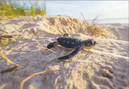  ?? GUSTAVO STAHELIN / UNIVERSITY OF CENTRAL FLORIDA VIA THE NEW YORK TIMES ?? A logggerhea­d turtle hatchling heads for the sea in Florida. At the Archie Carr National Wildlife Refuge, just south of Cape Canaveral, Fla., more than half of the green turtle nests laid this season and a quarter of the loggerhead­s were lost as...