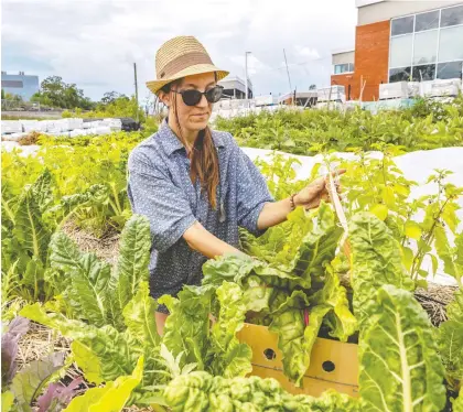  ?? DAVE SIDAWAY ?? Michelle Della Corte, garden co-ordinator of the Sun Youth Organizati­on’s two food bank gardens, at the one in Outremont.