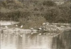  ?? SHANKAR NARAYAN?HT ?? The 20acre Dr Salim Ali Bird Sanctuary was popular with birdwatche­rs but now both birds and birders have abandoned it due to garbage dumping in the area