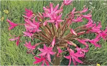  ??  ?? BRUNSVIGIA radulosa, the giant candelabra flower.