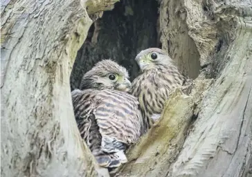  ?? ?? Young kestrels in the South Downs National Park