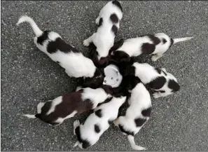  ??  ?? The seven springer spaniel pups which were stolen, along with their mother, last week.