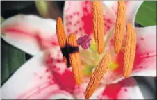  ??  ?? PRETTY TRICKY: Lily pollen stains on clothing can be particular­ly troublesom­e