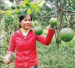  ?? HENG CHIVOAN ?? A farmer plucks ripe oranges earlier this year at an orchard in Battambang province.