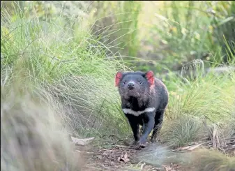  ?? Handout / Getty Images ?? A Tasmanian devil walks in the wild in mainland Australia. Tasmanian devils have been released into the wild on Australia's mainland 3,000 years after the feisty marsupials went extinct there, in what conservati­onists described on Monday as a “historic” step.