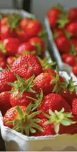  ?? Foto: U. J. Alexander, Adobe Stock ?? Ganz frisch schmecken Erdbeeren am besten.