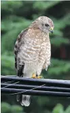  ?? BRIAN MORIN ?? The Broad-winged Hawk is a common summer resident in Eastern Ontario and the Outaouais region. This small woodland hawk migrates south starting in late August with the peak movement during mid September. Some individual­s are still migrating out of the...