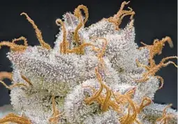  ?? Theo Oldfield Pheno Focus ?? DANIEL LARUSSO, Ball Family Farms’ flagship strain, is named after a character in “The Karate Kid,” a favorite of Chris Ball, top, as a child.