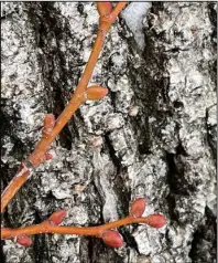  ?? ?? Technical terminolog­y does help with communicat­ion, especially when describing tree species and for profession­als working with tree measuremen­ts. NDSU photo