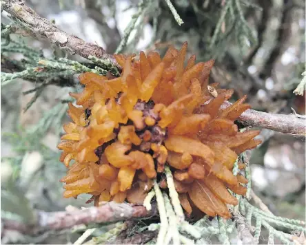  ??  ?? Cedar apple rust can impact evergreen trees, shooting out bizarre-looking gelatinous orange fingers.