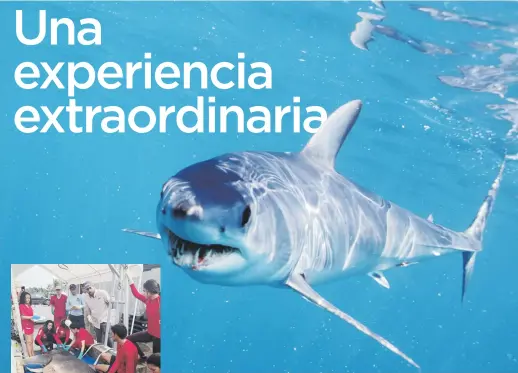  ??  ?? PRIMICIA. Según el doctor Antonio Mignucci, esta es la primera vez que se registra un tiburón de esta especie en Puerto Rico.