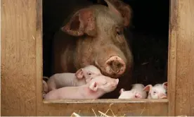  ??  ?? Later weaning of piglets can drasticall­y reduce the need for antibiotic­s, campaigner­s say. Photograph: Murdo Macleod for the Guardian