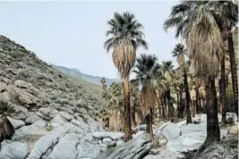  ??  ?? Left: Indian Canyons has the largest concentrat­ion of California fan palm trees anywhere.