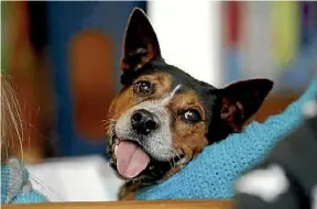  ?? SHANE WENZLICK / PHOTOTEK.NZ ?? Pets across Auckland are getting ready to parade with their owners.