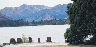  ?? PHOTO: SEAN NUGENT ?? Ready to go . . . These cut trees on the Roys Bay foreshore identify the location where the constructi­on of the Wanaka Watersport­s Facility is set to begin next week.