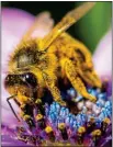  ?? ?? VULNERABLE: Honey bees remain under threat