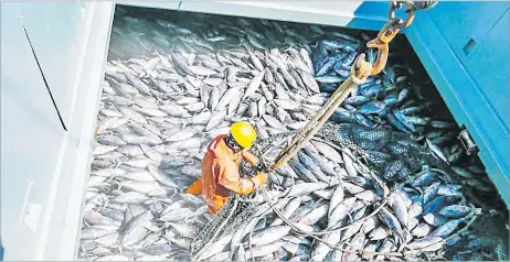  ?? Picture: RNZ/Francisco Blaha ?? Frozen skipjack tuna being loaded onto a carrier vessel in the Federated States of Micronesia.