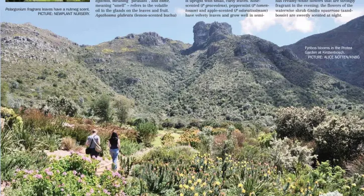  ?? PICTURE: ALICE NOTTEN/KNBG ?? Fynbos blooms in the Protea Garden at Kirstenbos­ch.