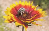  ?? COURTESY KAITLIN HAASE ?? LOWER LEFT: An Anthophora bee on a blanketflo­wer (Gaillardia pulchella), which is one of the native species being distribute­d in pollinator habitat kits this weekend by the Xerces Society for Invertebra­te Conservati­on.