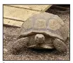  ?? (Submitted photo/ Chelsea Hattaway) ?? Potato, an 85-pound African spurred tortoise, escaped from its owner’s North Little Rock home last week but was returned, only to escape again. The wayward reptile, though, is back home again.