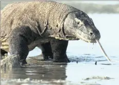  ??  ?? David Attenborou­gh returns to give viewers a tour of nature’s wonders in Planet Earth. Above left: Komodo dragons are the largest lizards on Earth and inhabit only a handful of islands in the Indonesian archipelag­o. Right: A hatchling marine iguana...